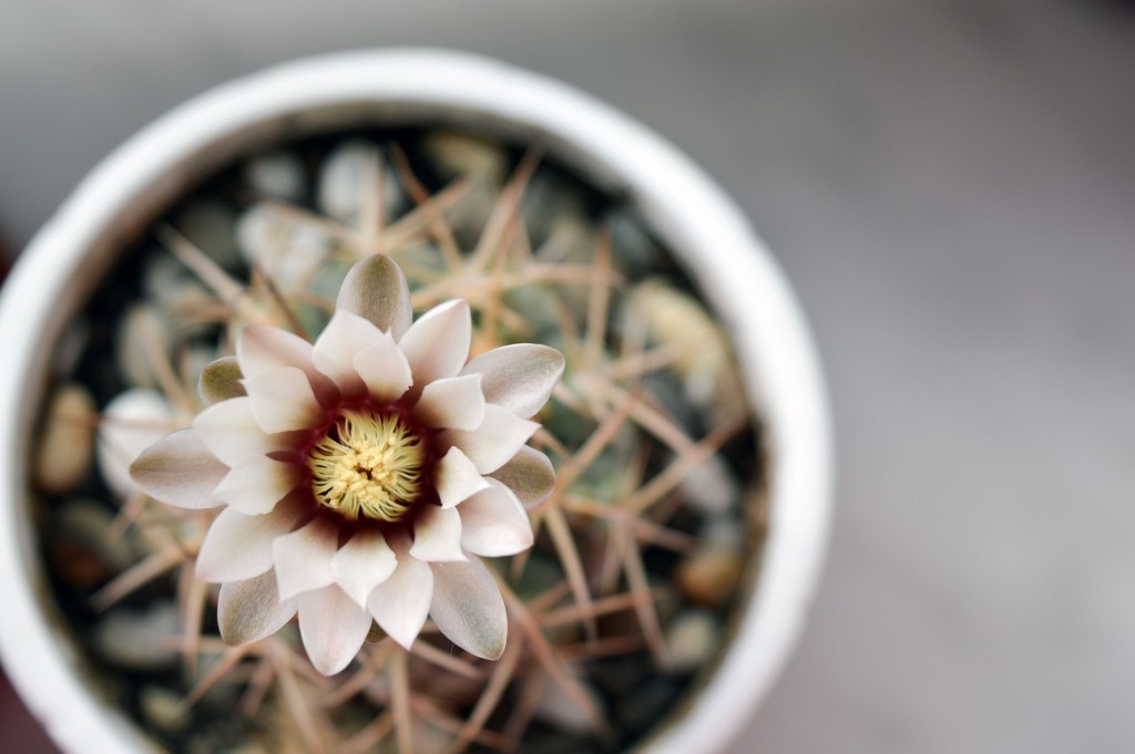 flowering-cactus-plant