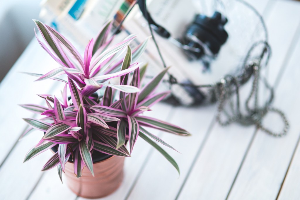 indoor-house-plant